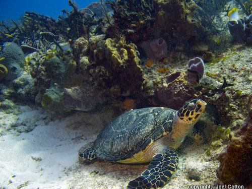 Diving 7 villaturtle